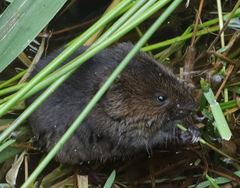 Arvicola amphibius