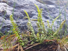 Asplenium adulterinum