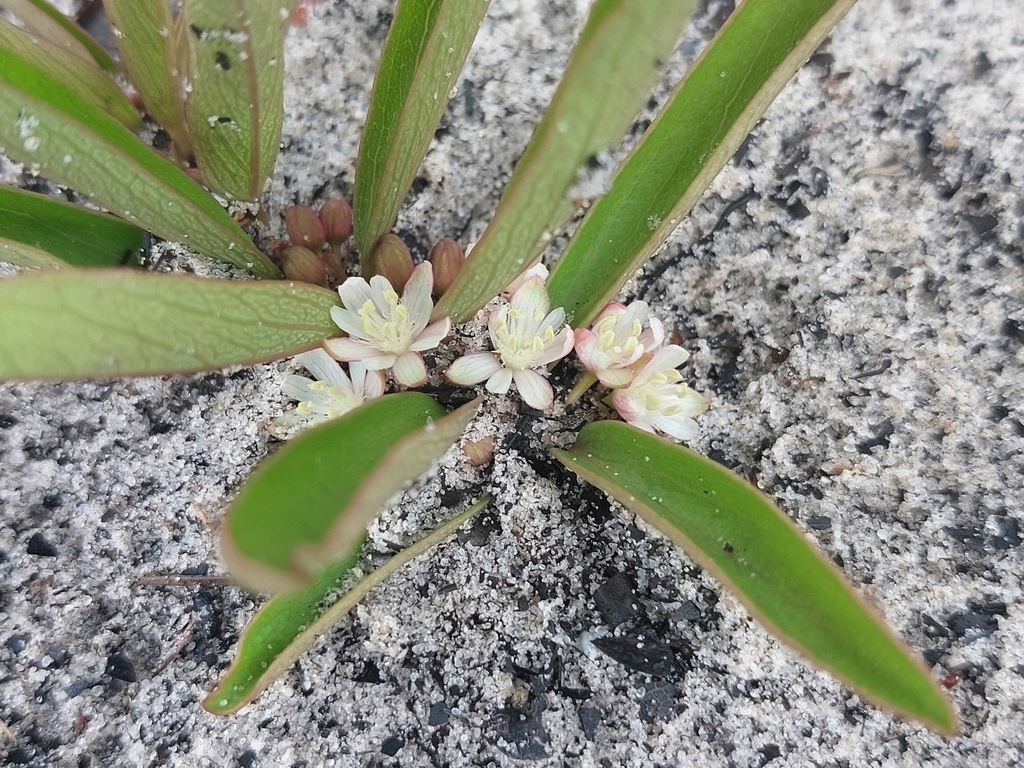 Basananthe baumii