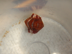 Rhyssoplax olivacea