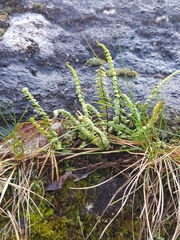 Asplenium adulterinum