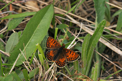 Melitaea varia