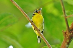 Pteruthius melanotis