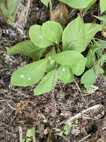 Achyranthes velutina observed 2024-10-06