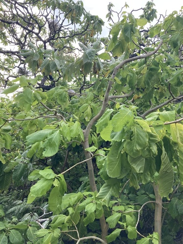 Image of Pisonia grandis by (c) Samuel Brown, some rights reserved (CC BY)