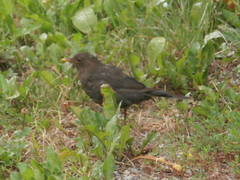 Turdus merula