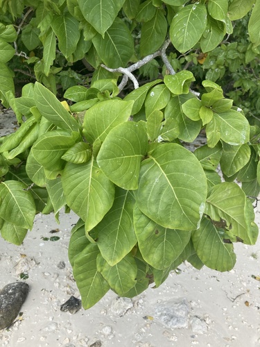 Image of Pisonia grandis by (c) Samuel Brown, some rights reserved (CC BY)