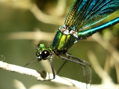 Calopteryx