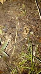 Polybetes pythagoricus