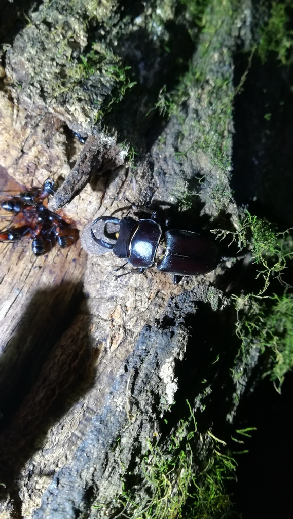 Dorcus rectus rectus in June 2024 by itots. sdr · iNaturalist