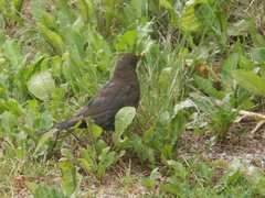 Turdus merula