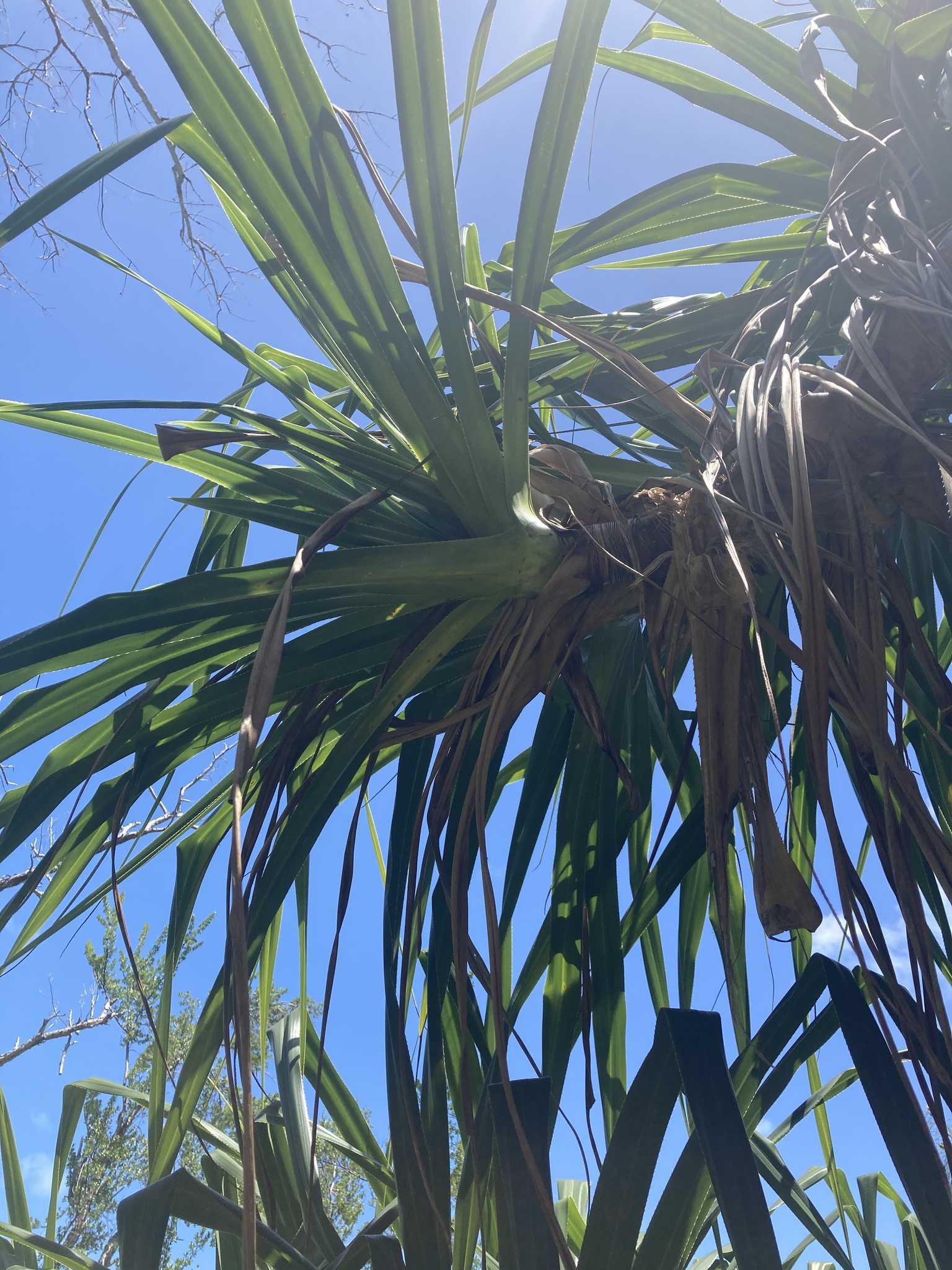 Pandanus tectorius