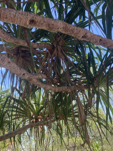 Pandanus tectorius