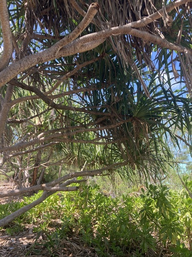 Pandanus tectorius