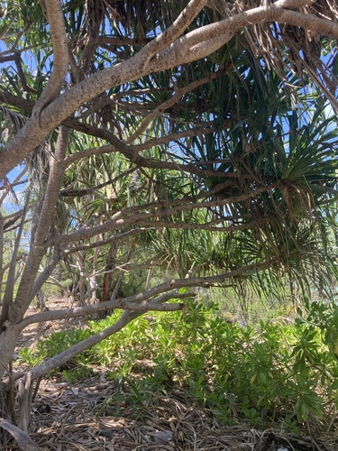 Pandanus tectorius