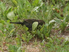Turdus merula