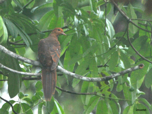 Barusan Cuckoo-Dove