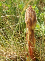 Orobanche lutea