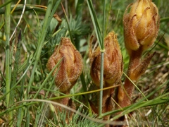 Orobanche lutea