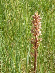 Orobanche lutea
