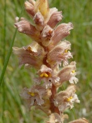 Orobanche lutea