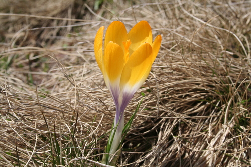 Crocus scardicus photographed in North Macedonia