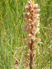 Orobanche lutea