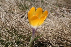 (c) Edmundas Greimas, some rights reserved (CC BY) Crocus scardicus, photograph (c) Edmundas Greimas, some rights reserved (CC BY)