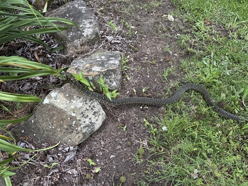 Diamond Python sighting