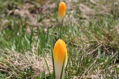 (c) Edmundas Greimas, some rights reserved (CC BY) Crocus scardicus, photograph (c) Edmundas Greimas, some rights reserved (CC BY)