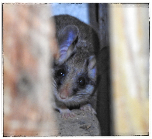 Maghreb Garden Dormouse (Eliomys munbyanus) — Least Concern Mammalia
