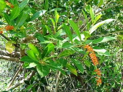 Citharexylum caudatum