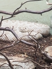 Crotalus catalinensis