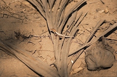 Sceloporus siniferus