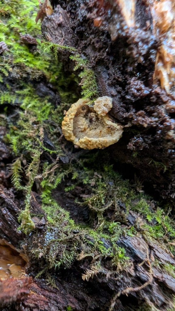 Favolaschia gelatina · November 2024 · photo: © atsushi_nakajima_cirque (iNaturalist, cc-by)