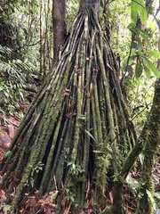 Socratea