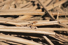 Sceloporus siniferus