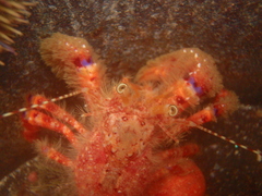 Diacanthurus spinulimanus