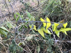 Crotalaria agatiflora