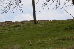 Lepus timidus hibernicus