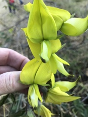 Crotalaria agatiflora