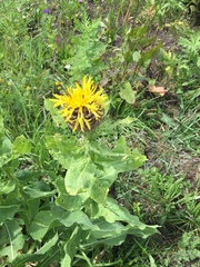 Centaurea macrocephala