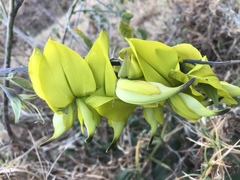Crotalaria agatiflora