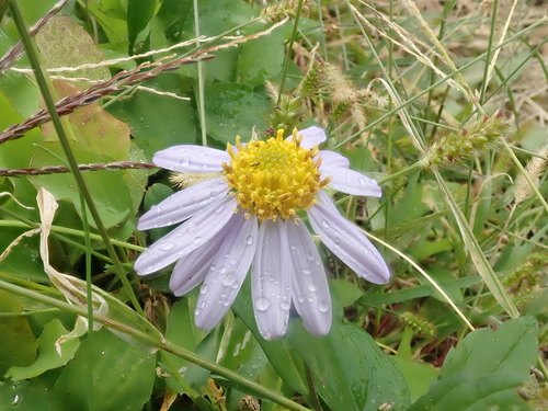Aster yomena iNat (3)