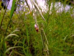 Oebalus