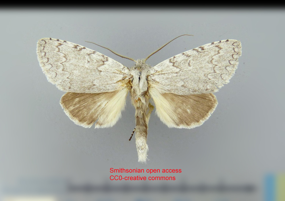 Meragisa cloacina