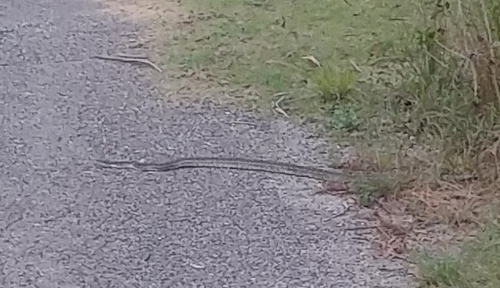 Coastal Carpet Python sighting