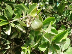 Bonellia macrocarpa macrocarpa