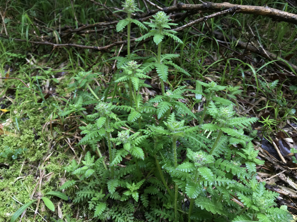 Pedicularis refracta