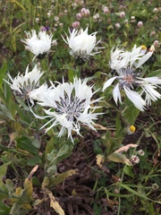 Centaurea cheiranthifolia